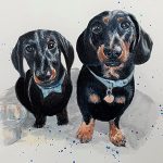 Pet Portraits