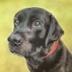 Charlie in Pastel