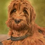 Original pet portraits