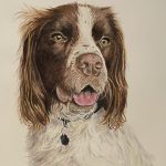 Pet Portraits
