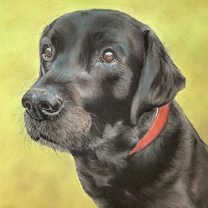 Charlie in Pastel