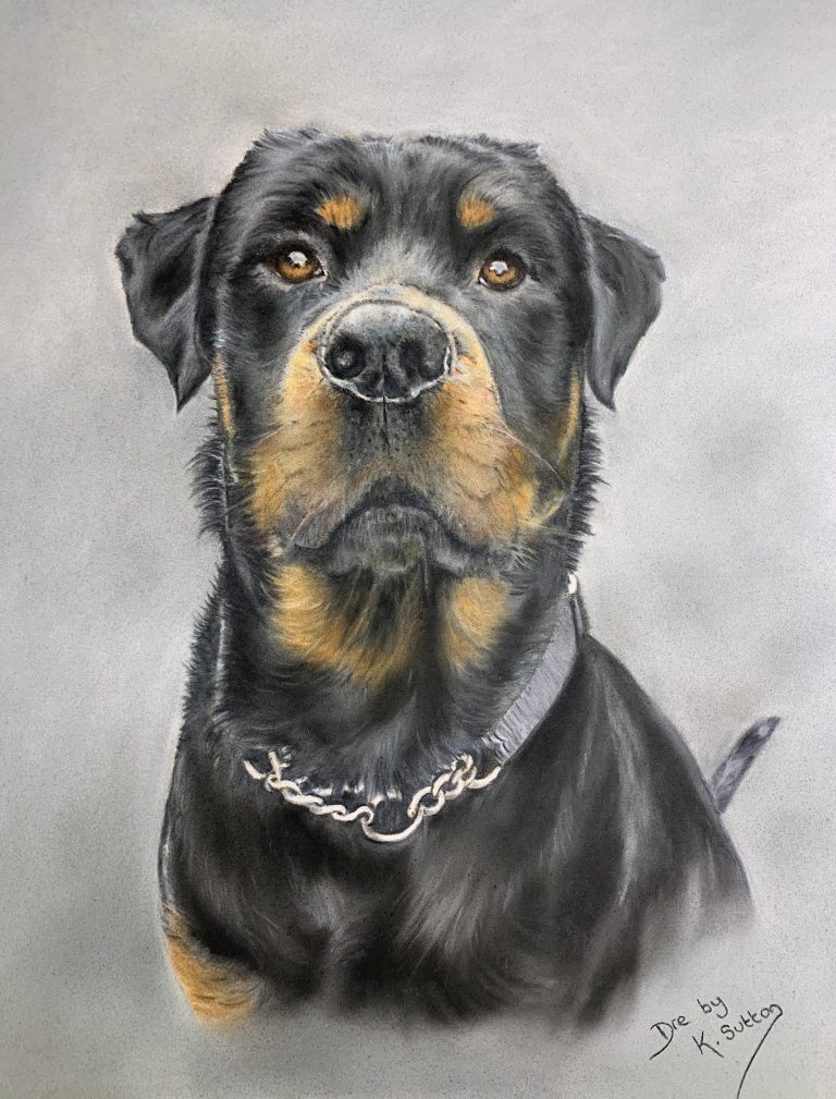 Staffordshire artist Karen Sutton Original art and pet portraits in Pastel beautiful Rottweiler called Dre