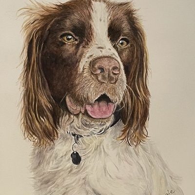 Pet Portraits