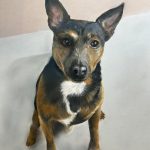 Pet Portraits Kinver