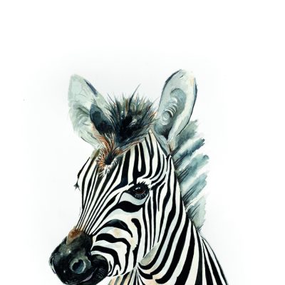 baby zebra - Karen Sutton Art